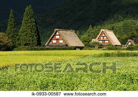 Flower of Rice Field and Japanese Traditional House View Large Photo Image Stock Photo - Flower of Rice Field and Japanese Traditional House. Fotosearch