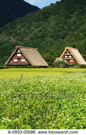 Stock Photograph - Flower of Rice Field and Japanese Traditional House. Fotosearch