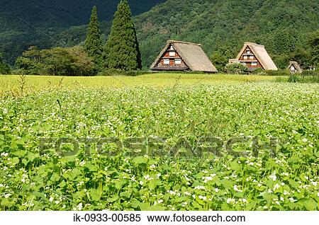 Flower of Rice Field and Japanese Traditional House View Large Photo Image Stock Photography - Flower of Rice Field and Japanese Traditional House. Fotosearch
