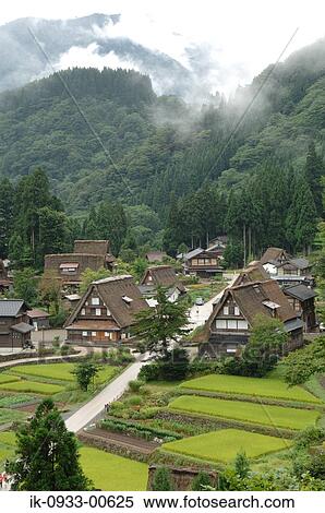 Flower of Rice Field and Japanese Traditional House View Large Photo Image Stock Photography - Flower of Rice Field and Japanese Traditional House. Fotosearch
