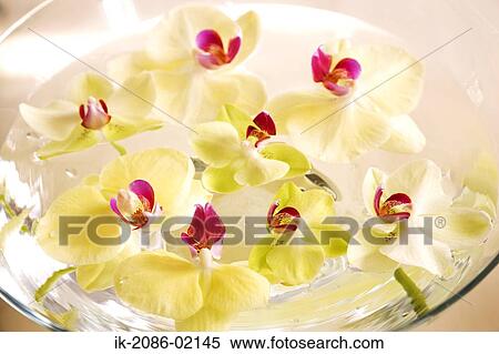 Stock Photography - Flower petals floating in a bowl of water. Fotosearch