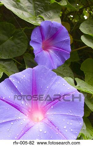 Flower View Large Photo Image Stock Image - Flower. Fotosearch