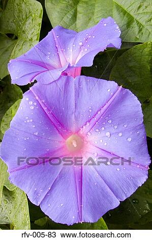 Flower View Large Photo Image Stock Image - Flower. Fotosearch