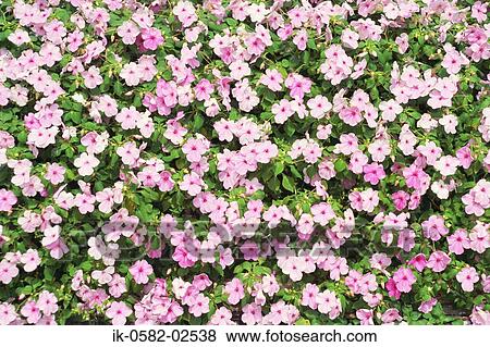 Flowerbed of Phlox Paniculata in Summer View Large Photo Image Stock Photo - Flowerbed of Phlox Paniculata in Summer. Fotosearch
