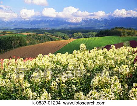 Flowerbed with grassland, plants and mountains against cloudy sky View Large Photo Image Picture - Flowerbed with grassland, plants and mountains against cloudy sky. Fotosearch