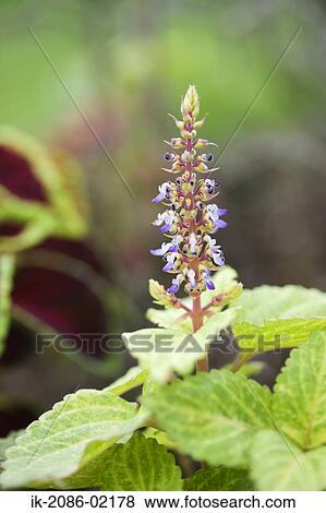 Flowers and leaves blooming View Large Photo Image Stock Photo - Flowers and leaves blooming. Fotosearch