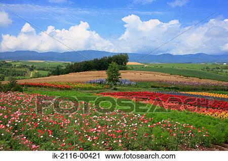 Flowers blooming in a field View Large Photo Image Stock Image - Flowers blooming in a field. Fotosearch