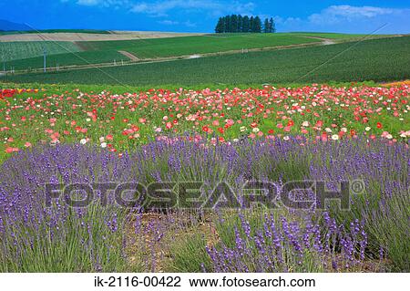 Flowers blooming in a field View Large Photo Image Stock Image - Flowers blooming in a field. Fotosearch