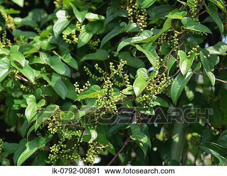 Stock Image - Flowers Buds of Chinese Yem. Fotosearch