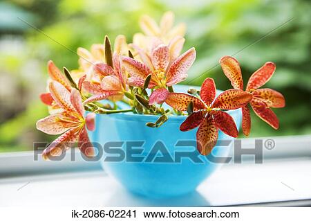 Flowers decorated in a bowl View Large Photo Image Stock Image - Flowers decorated in a bowl . Fotosearch