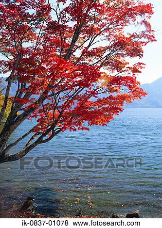 Flowers growing in autumn season View Large Photo Image Stock Photo - Flowers growing in autumn season. Fotosearch