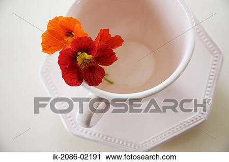 Flowers in empty cup with saucer View Large Photo Image Stock Image - Flowers in empty cup with saucer . Fotosearch