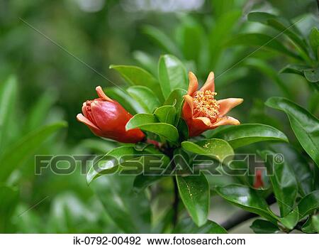 Flowers on a Pomegranate Tree View Large Photo Image Stock Image - Flowers on a Pomegranate Tree . Fotosearch