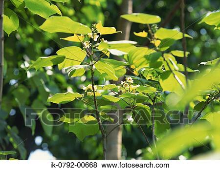 Flowers on Catalpa Or Indian Bean Tree View Large Photo Image Stock Photo - Flowers on Catalpa Or Indian Bean Tree. Fotosearch