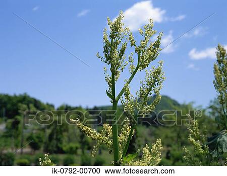 Stock Image - Flowers on Rhubarb Plant in Garden. Fotosearch