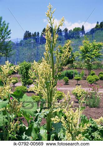 Flowers on Rhubarb Plant in Garden View Large Photo Image Stock Photo - Flowers on Rhubarb Plant in Garden. Fotosearch