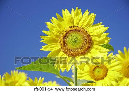 Picture - Flowers. Fotosearch
