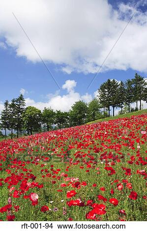 Picture - Flowers. Fotosearch