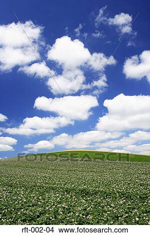 Picture - Flowers. Fotosearch