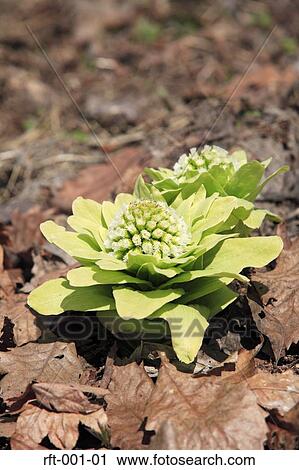 Stock Image - Flowers. Fotosearch