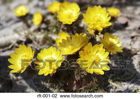 Flowers View Large Photo Image Stock Image - Flowers. Fotosearch