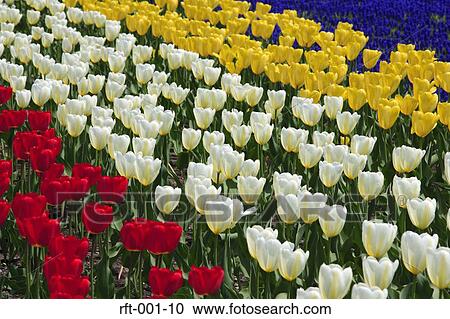 Flowers View Large Photo Image Stock Image - Flowers. Fotosearch