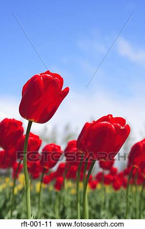 Stock Image - Flowers. Fotosearch