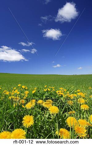 Stock Image - Flowers. Fotosearch