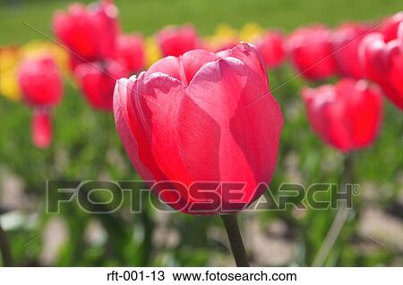 Flowers View Large Photo Image Stock Image - Flowers. Fotosearch