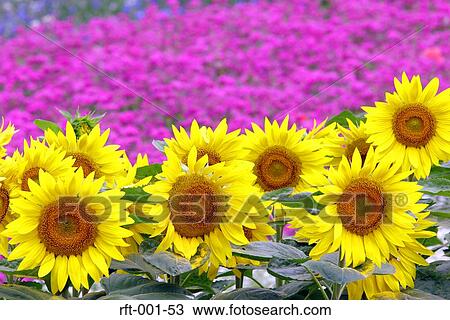 Stock Image - Flowers. Fotosearch