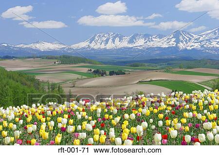 Stock Image - Flowers. Fotosearch