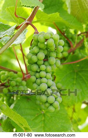 Stock Image - Flowers. Fotosearch