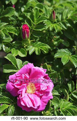 Flowers View Large Photo Image Stock Image - Flowers. Fotosearch