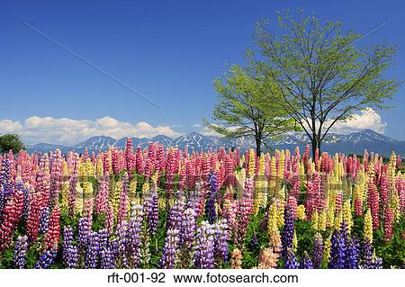 Stock Image - Flowers. Fotosearch