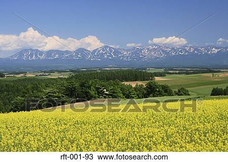 Stock Image - Flowers. Fotosearch