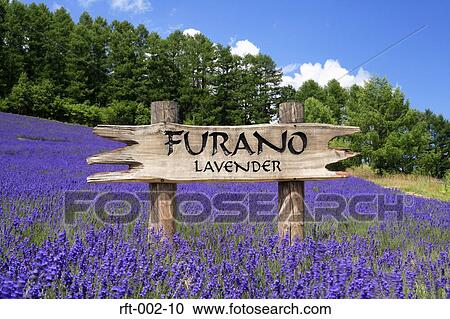 Stock Image - Flowers. Fotosearch