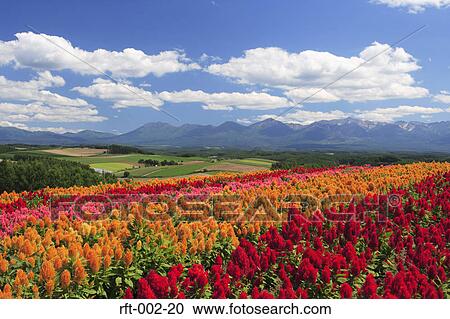 Flowers View Large Photo Image Stock Image - Flowers. Fotosearch