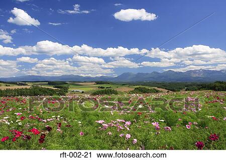 Stock Image - Flowers. Fotosearch