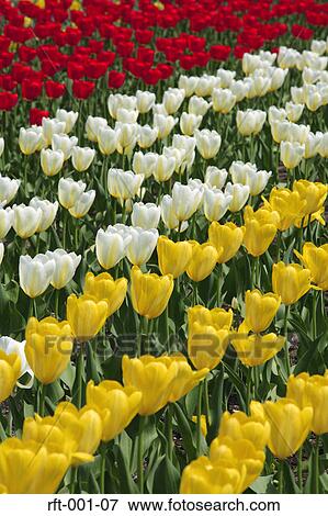 Stock Photo - Flowers. Fotosearch