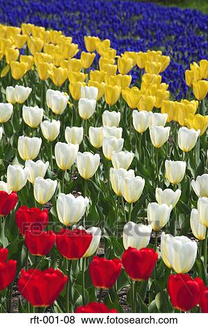 Stock Photo - Flowers. Fotosearch