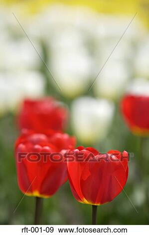 Flowers View Large Photo Image Stock Photo - Flowers. Fotosearch