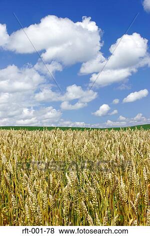 Stock Photo - Flowers. Fotosearch