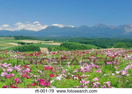 Flowers View Large Photo Image Stock Photo - Flowers. Fotosearch