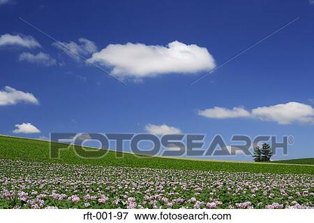 Stock Photo - Flowers. Fotosearch