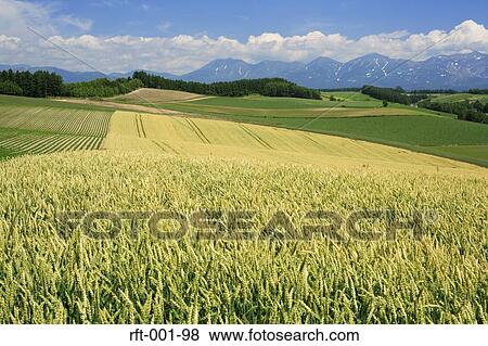 Stock Photo - Flowers. Fotosearch