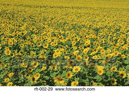 Flowers View Large Photo Image Stock Photo - Flowers. Fotosearch