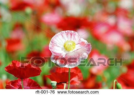 Stock Photograph - Flowers. Fotosearch