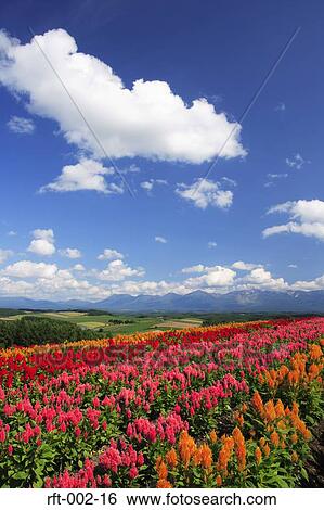 Flowers View Large Photo Image Stock Photograph - Flowers. Fotosearch