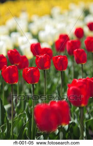 Stock Photography - Flowers. Fotosearch
