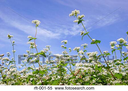 Stock Photography - Flowers. Fotosearch